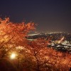 【神奈川県松田町】まつだ桜まつりに行ってきた【ライトアップ・夜景】